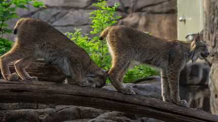 L'emblématique lynx.