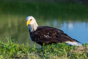 Bald Eagle look out over the field