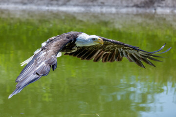 Bald Eagle in flight over a pond