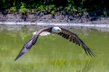 Bald Eagle flying over a pond with wings down
