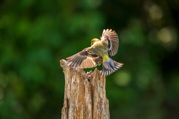 female goldfinch in flight