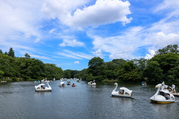 井の頭公園 スワンボート