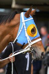 Portrait of a race horse walking in the paddock