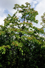 真夏の炎天下、鬱蒼と茂る緑の葉、植物、葉