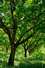 Plantation of high-quality PDO certified walnuts trees on foothills of Alps near Grenoble, France