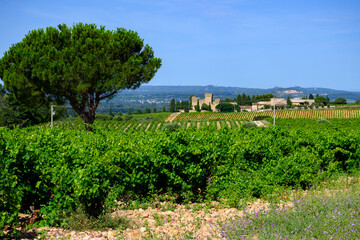 Fototapeta na wymiar Vineyards of Chateauneuf du Pape appellation with grapes growing on soils with large rounded stones galets roules, lime stones, gravels, sand.and clay, famous red wines, France