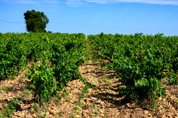 Fototapeta na wymiar Vineyards of Chateauneuf du Pape appellation with grapes growing on soils with large rounded stones galets roules, lime stones, gravels, sand.and clay, famous red wines, France