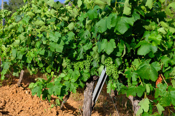 View on green grand cru vineyards Cotes de Provence, production of rose wine near Grimaud village, Var, France