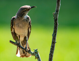 Mockingbird Perched On a trre branch