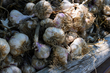 New harvest of fresh organic aromatic violet garlic in Piolenc village, Vaucluse, Provence, France
