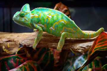 Colourful chamaeleo calyptratus reptile close up for sale in zoo shop © barmalini