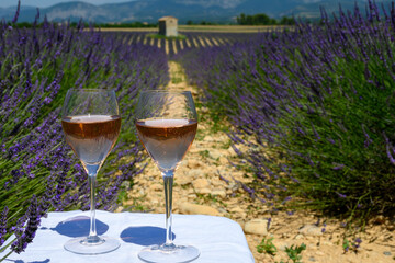 Summer in French Provence, cold gris rose wine from Cotes de Provence and blossoming colorful lavender fields on Valensole plateau, tastes and aromas Provence, France