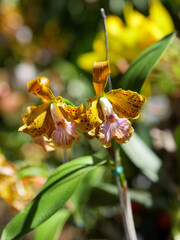 Orquidea Cattleya schofieldiana Sol de Oro