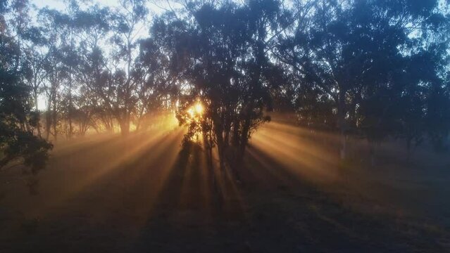 sun rays through mist in the trees