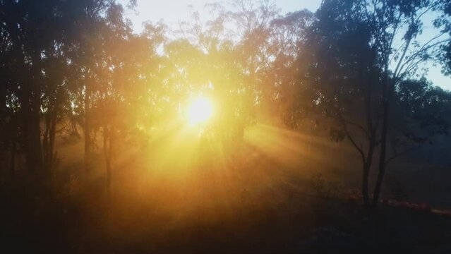 sun rays through mist in the trees
