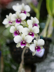 flor exuberante Dendrobium bigibbum
Planta