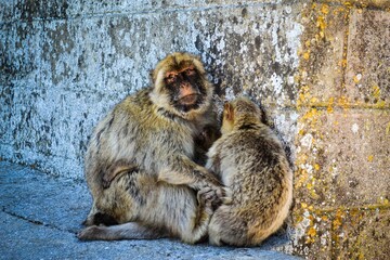 gibraltar monkeys sitting on a rock