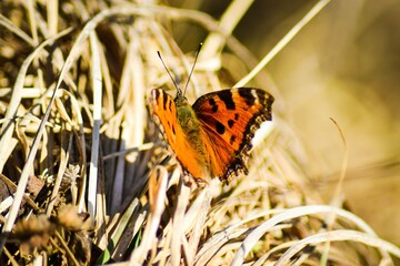 Butterfly on hay in Spring in Estonia