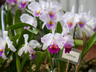 Exhibici&oacute;n de cattleya flor orqu&iacute;dea