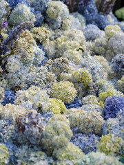 Hortensias azules tonos claros exhibición decoración floral