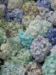 Hortensias azules en diferentes tonos balance natural