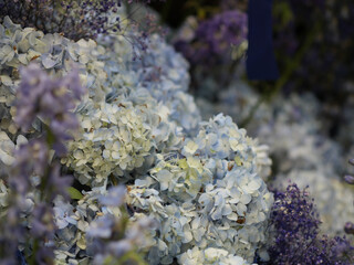 Grupo de flores Hortensias azules horizontal tonos diferentes