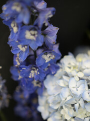 Hortensias azules macro de flores en tonos azules