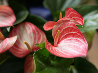 Anturio o planta flamenco macro con venas blancas
