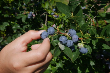 Child picking fresh ripe blueberries in a countryside farm in early summer.