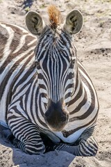 Naklejka premium Closeup portrait of a zebra laying in the sand