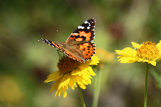 Painted Lady Butterfly on Yellow Flower