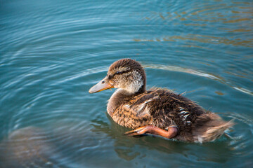 duck swimming in a pond