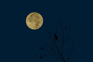 Full moon with bird silhouette on tree branch at night.	