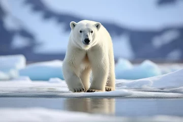 Foto op Aluminium Polar bear of Spitzbergen Ursus maritimus © Jodie