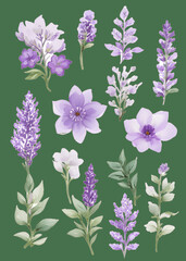 This is a flower and purple lavender.