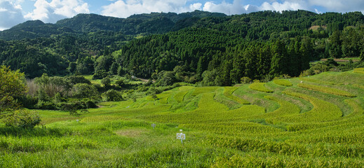 夏の大山千枚田