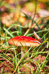 red mushroom vomiting russula, russula emetica, poisonous mushroom in forest of mexiquillo durango 
