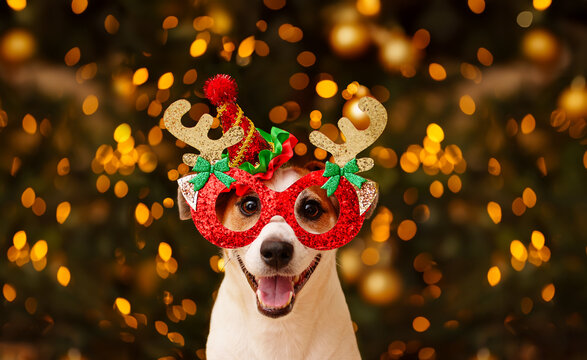 Dog in party glasses with reindeer horns, celebrates the New Year.