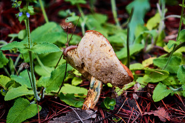 mushroom boletus leccinum scabrum with shape of heart and slug over, in forest of mexiquillo durango