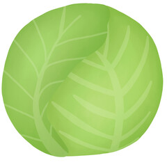 Cabbage 