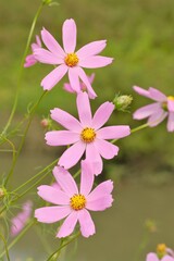 Fototapeta premium pink cosmos in full blooming