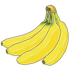Yellow banana fruit vector or illustrator image