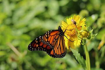 Monarch Butterfly on Yellow Flowers