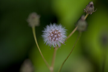 dandelion