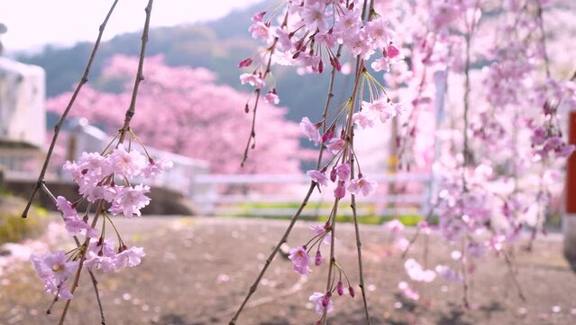 Weeping pink cherry blossoms, the wind blows ,natural view with cherry blossoms tree  and mountain background.