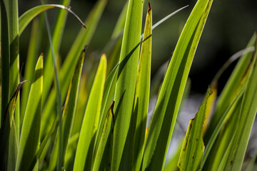leaves on the pond