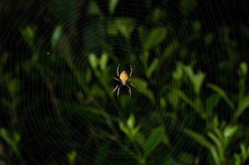 Yellow spider wait for insect