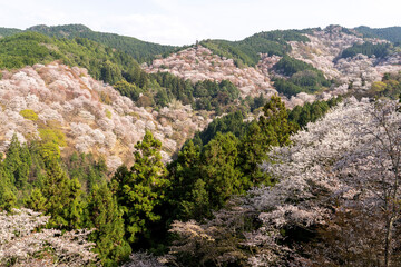 Fototapeta na wymiar 桜の咲く山