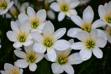 Fototapeta na wymiar bunch of white lilies 