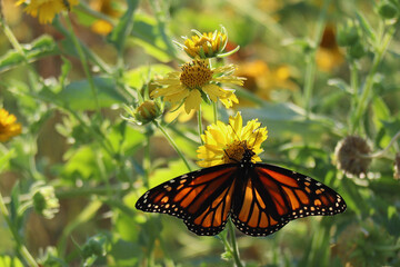 Monarch Butterfly on Yellow Flowers
